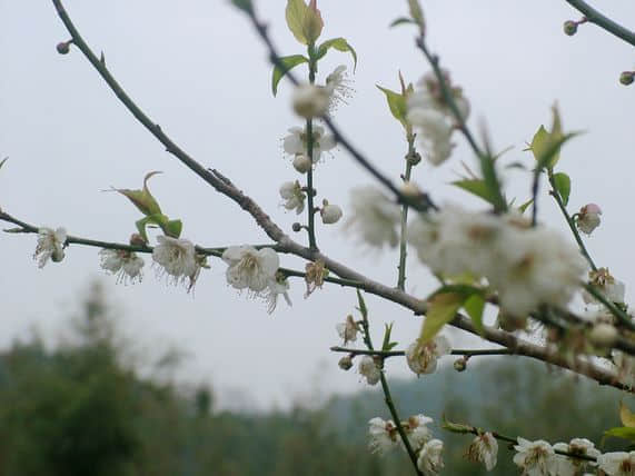 DSCF8350.JPG