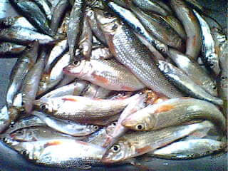 IMG0185A.jpg