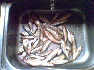 IMG0183A.jpg