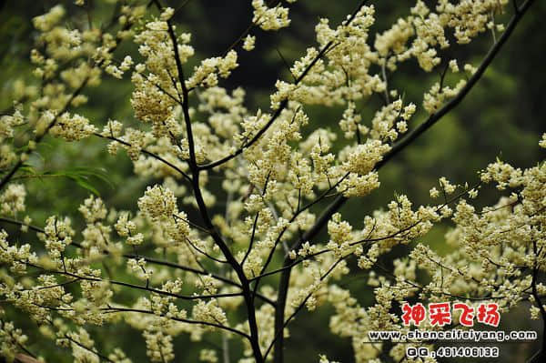 无名小花.jpg