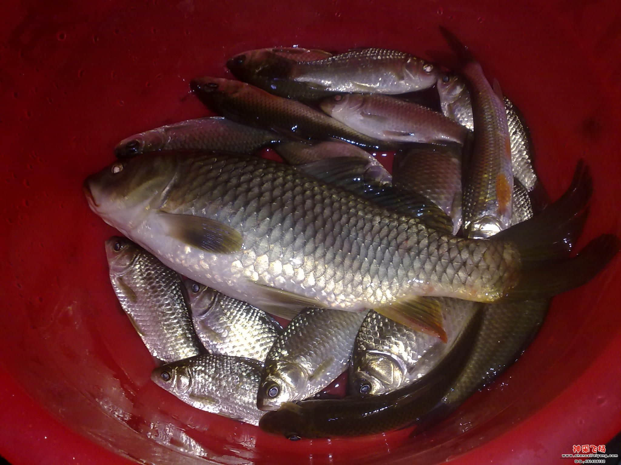 20120216984.jpg