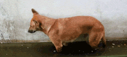 未命名.gif