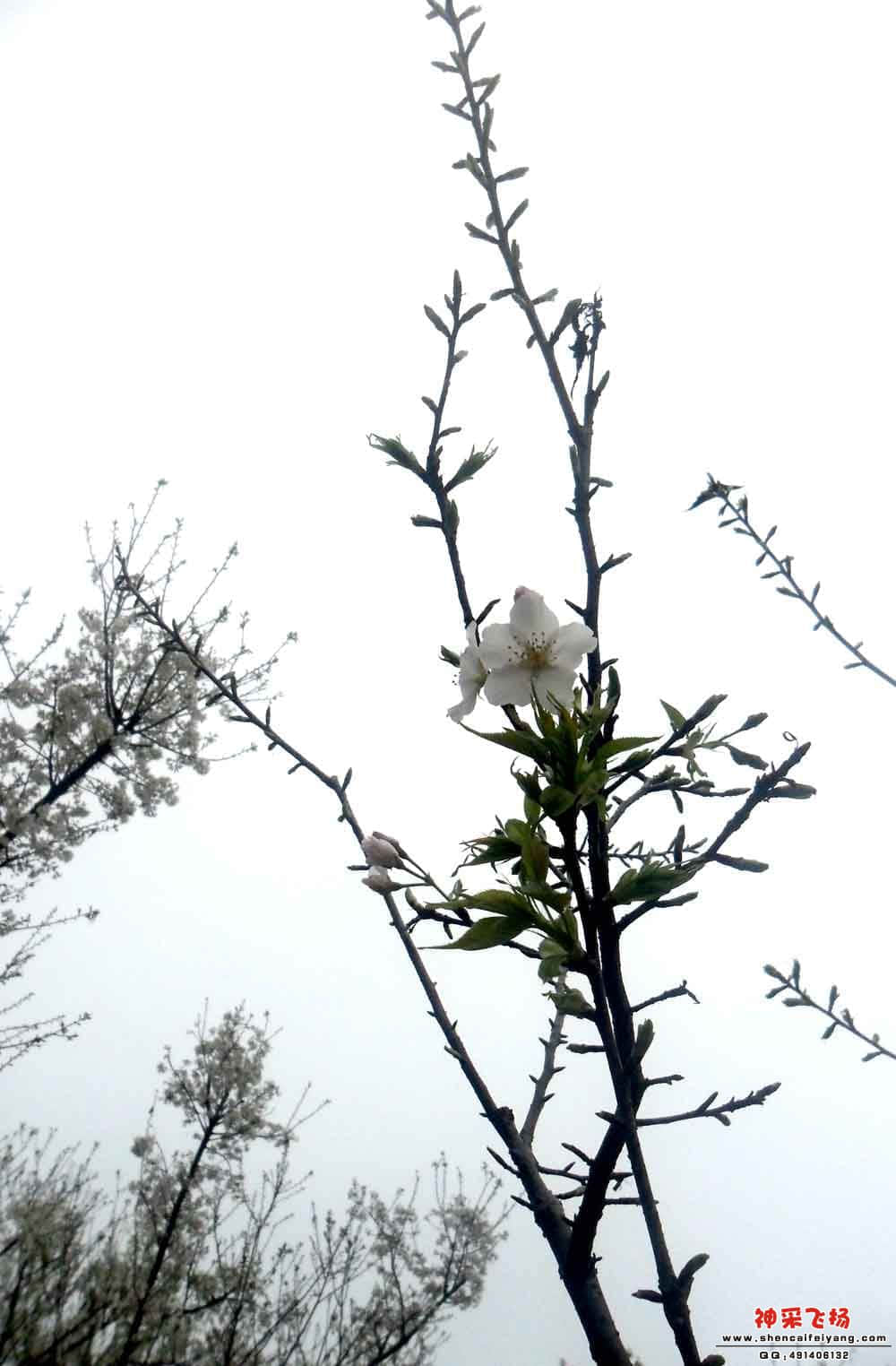 樱花.jpg