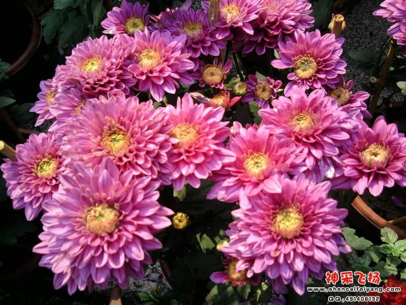照片013.jpg