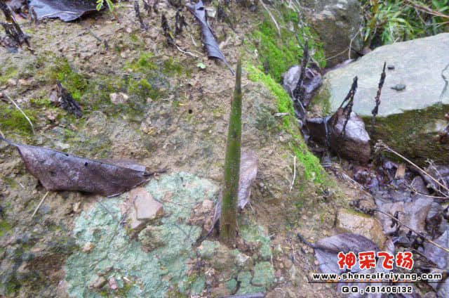 破土而出