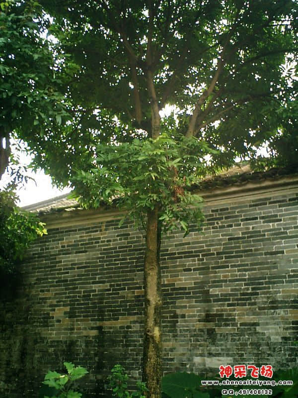 CIMG0010.jpg