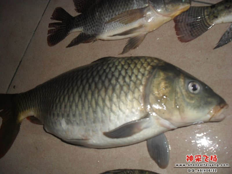 SAM_1268_副本7.jpg