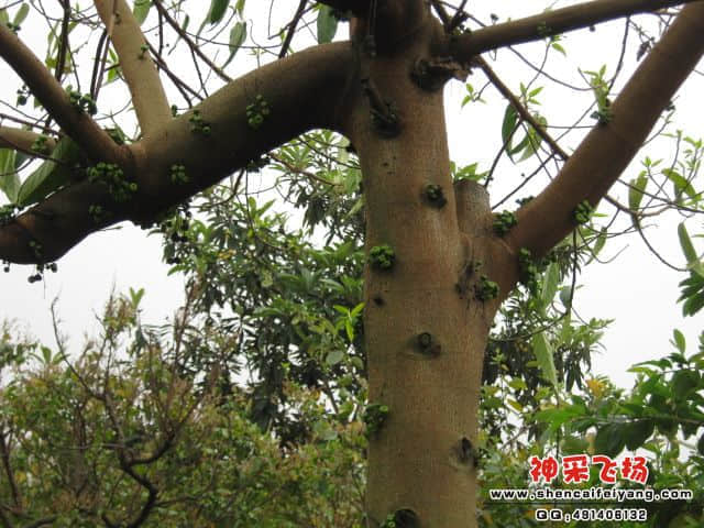 你猜，是什么树？