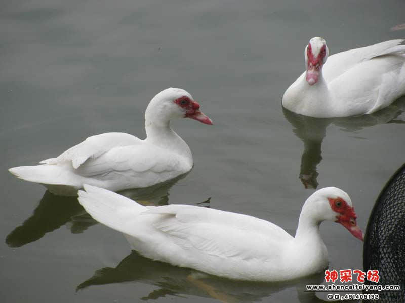 羡慕它的自在