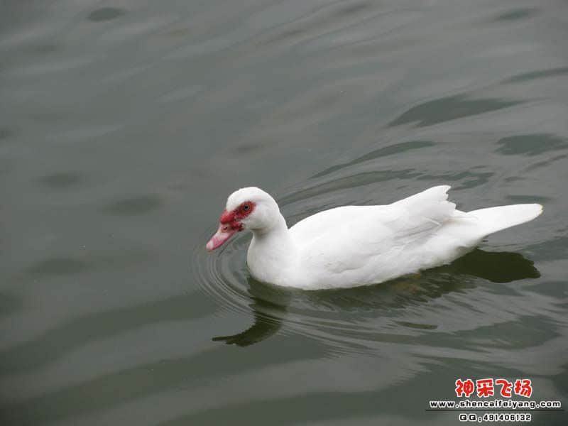 羡慕它的自在