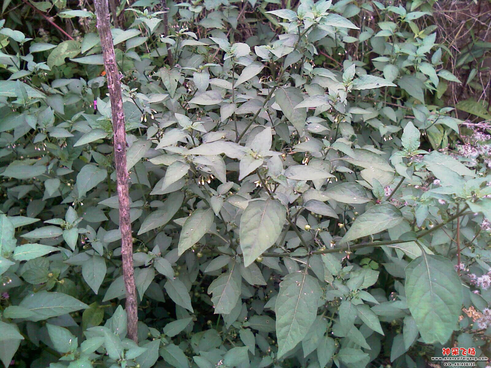 IMAG0315.jpg