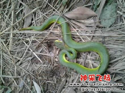 歪头的青竹蛇