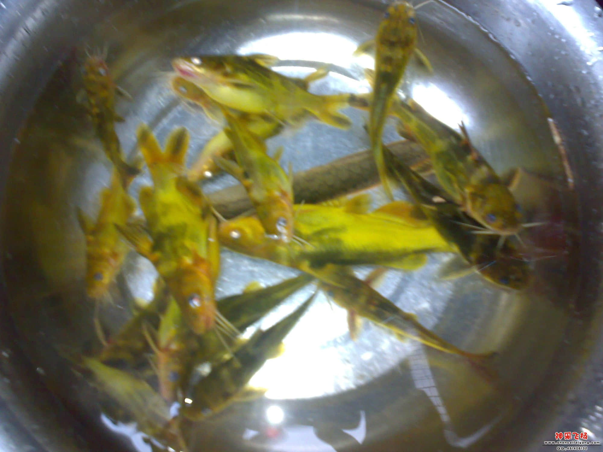 清一色