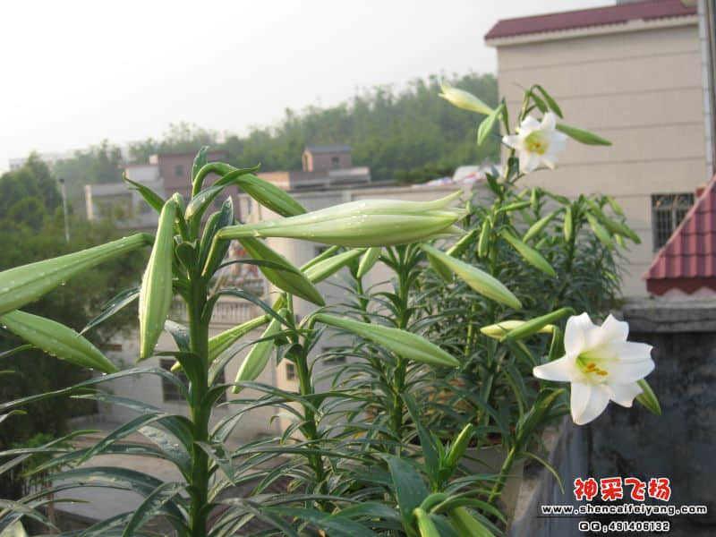 花蕾.jpg
