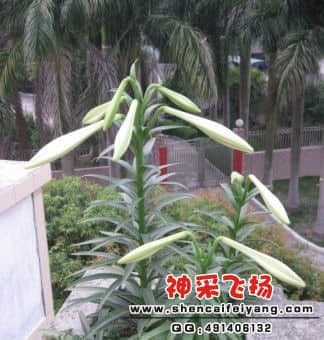 蕾.jpg