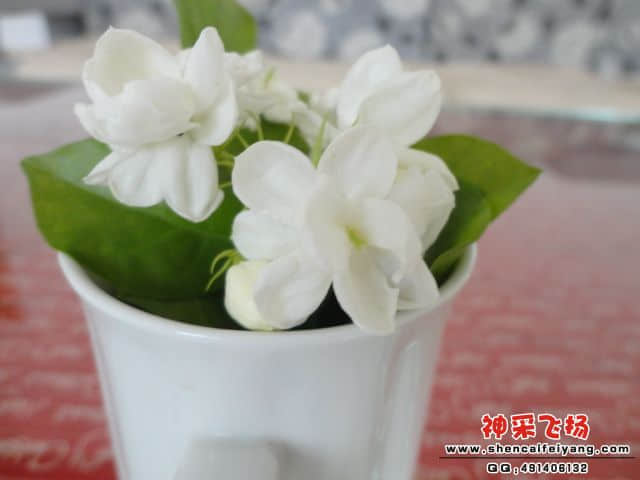 DSC00616.JPG