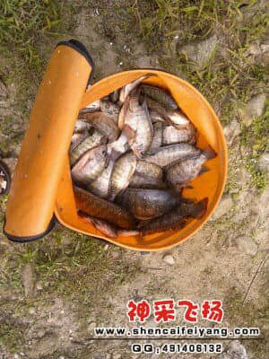 今天的大鱼比往日多..