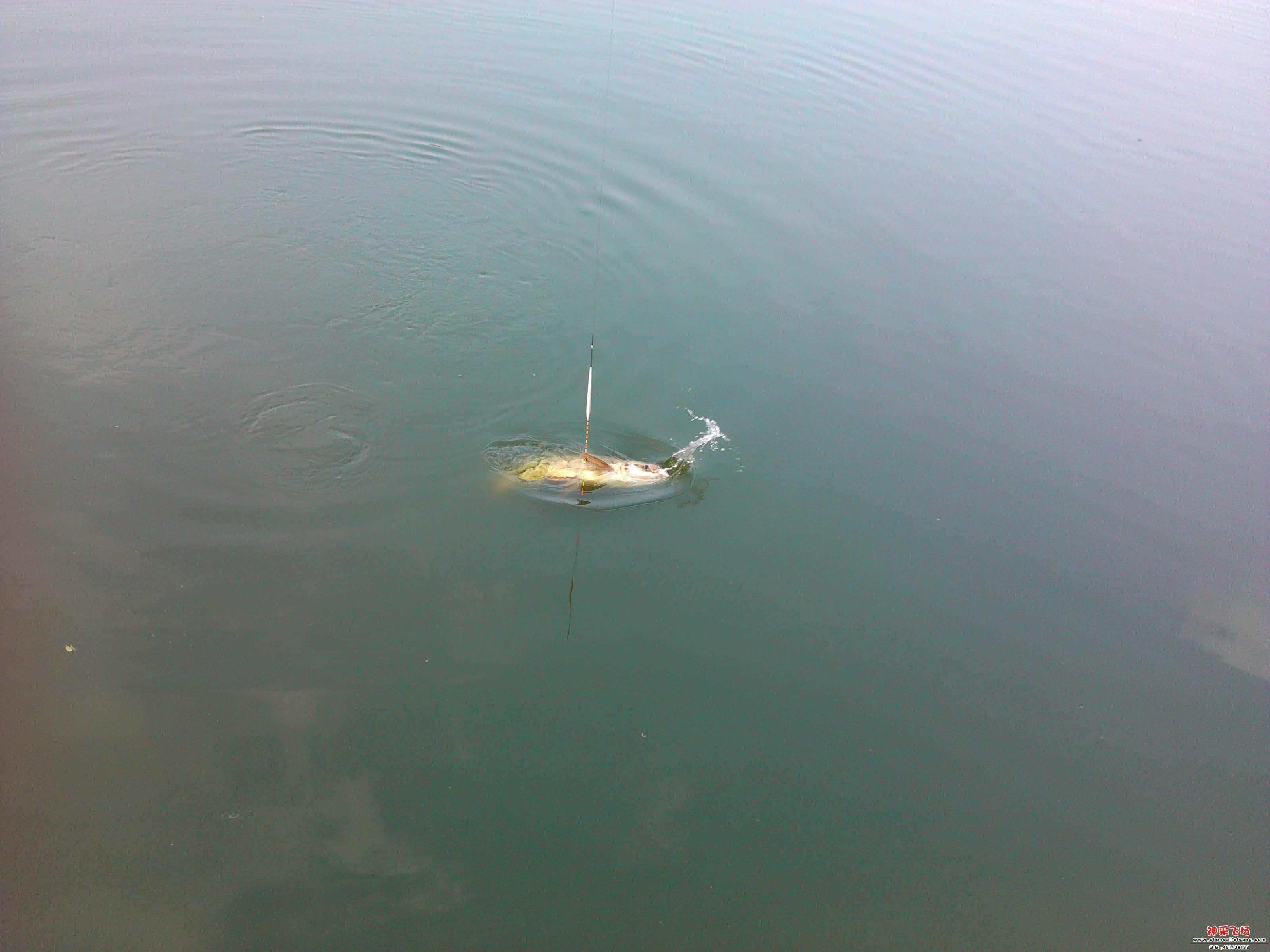 IMG_20120605_163919.jpg