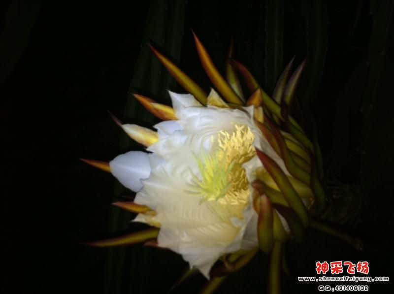 从化果花
