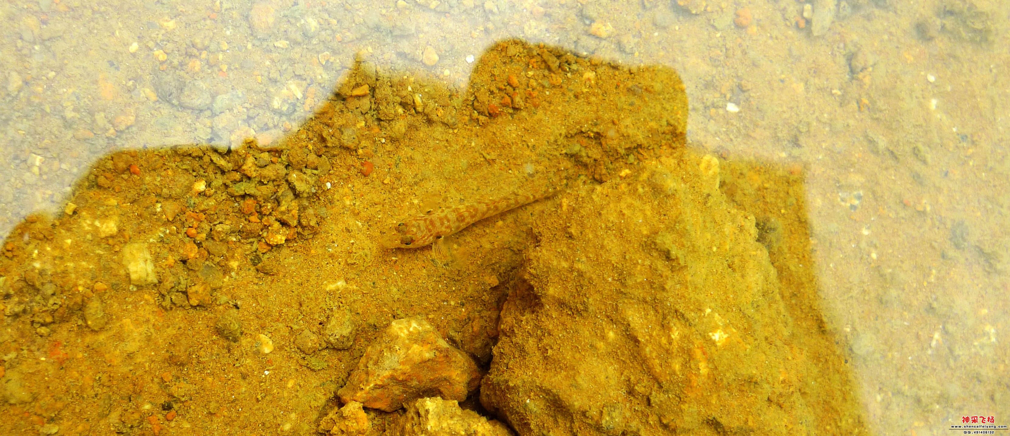 P1020614_conew1.jpg