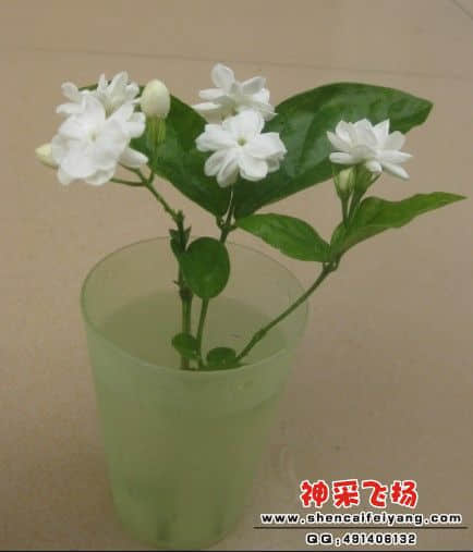 未命名.jpg