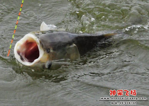 照片 249.jpg