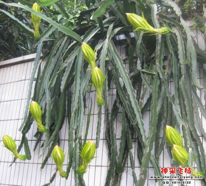 10蕾.jpg