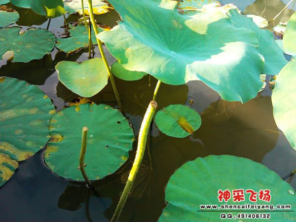 IMG_20120629_173022.jpg