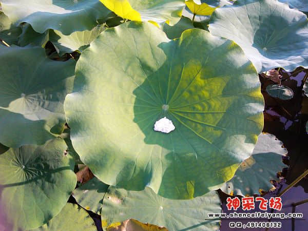IMG_20120629_173117.jpg