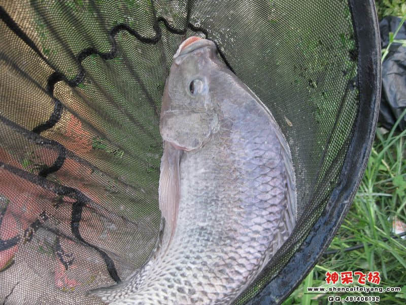 视死如归的大非