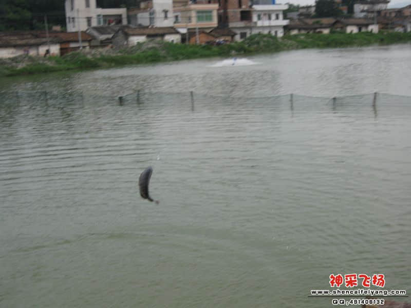 优美的入水姿势.jpg