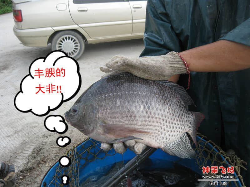 丰腴的大非.jpg
