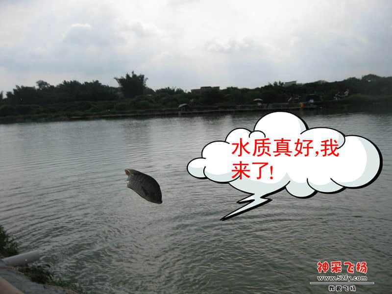 投入塘中的大非.jpg