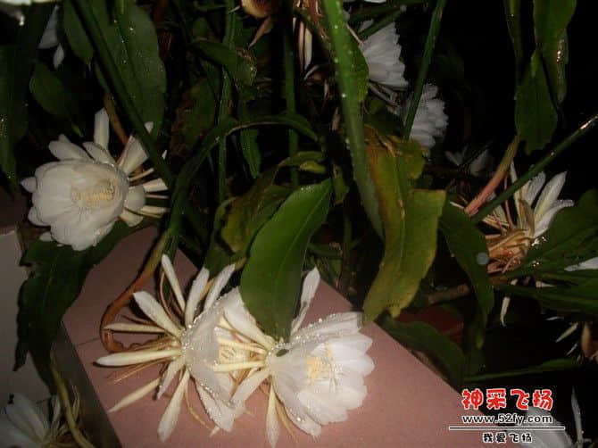 晚上才开花