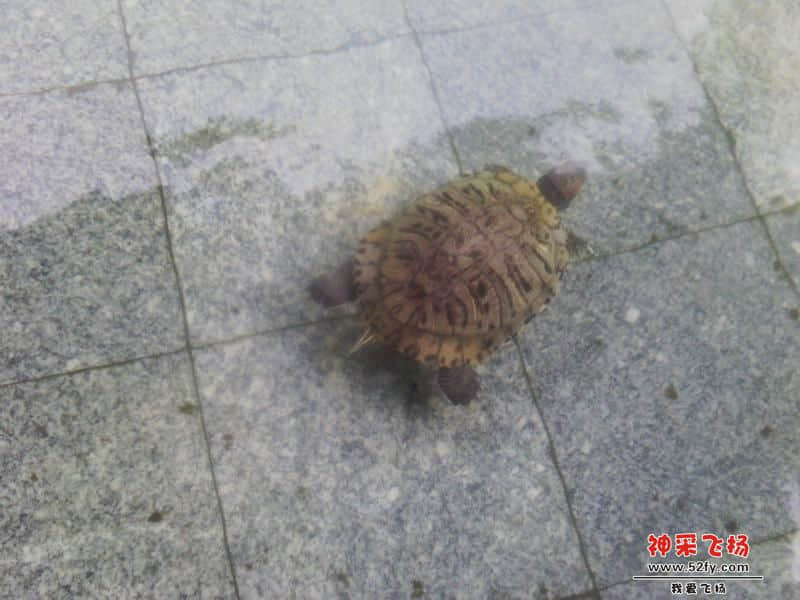 从化乌龟