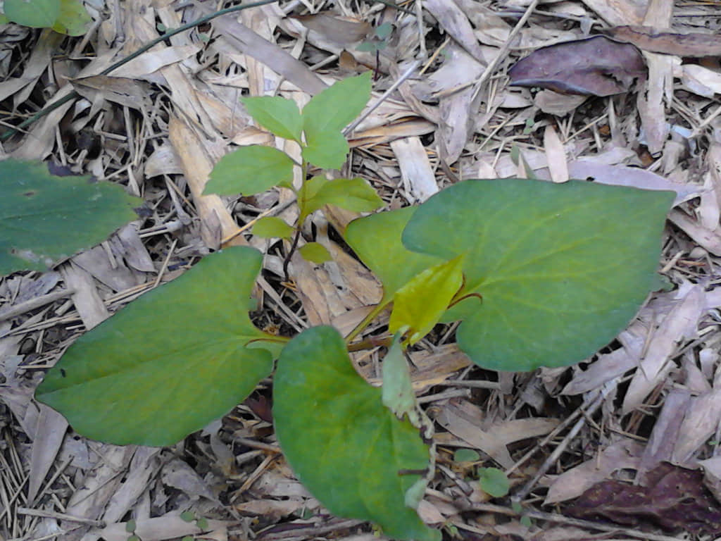 IMG_20120825_093817.jpg