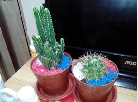 植物.jpg