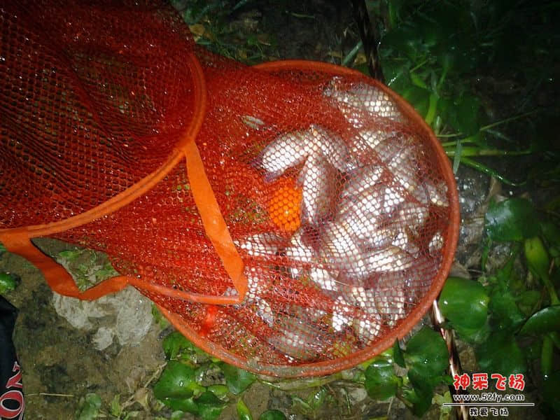 我的鱼获!!