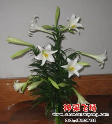 百合祝福.jpg