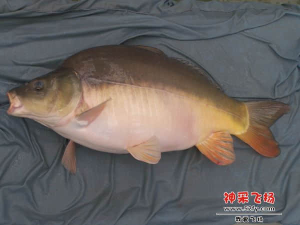 镜鲤3.jpg