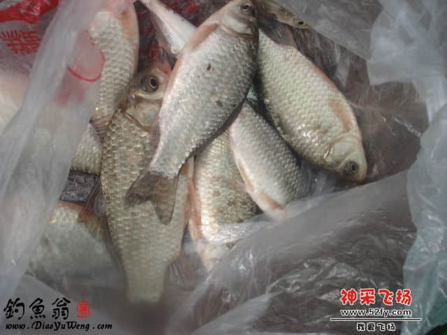 银鲫.jpg