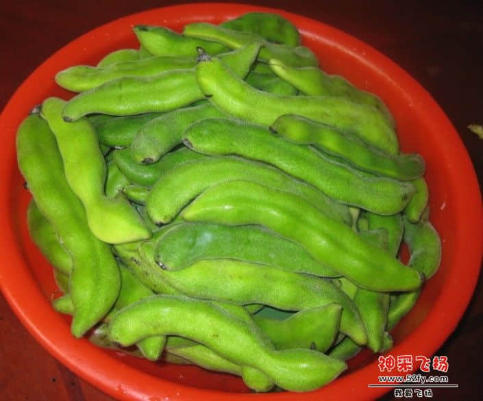 狗仔豆豆.jpg