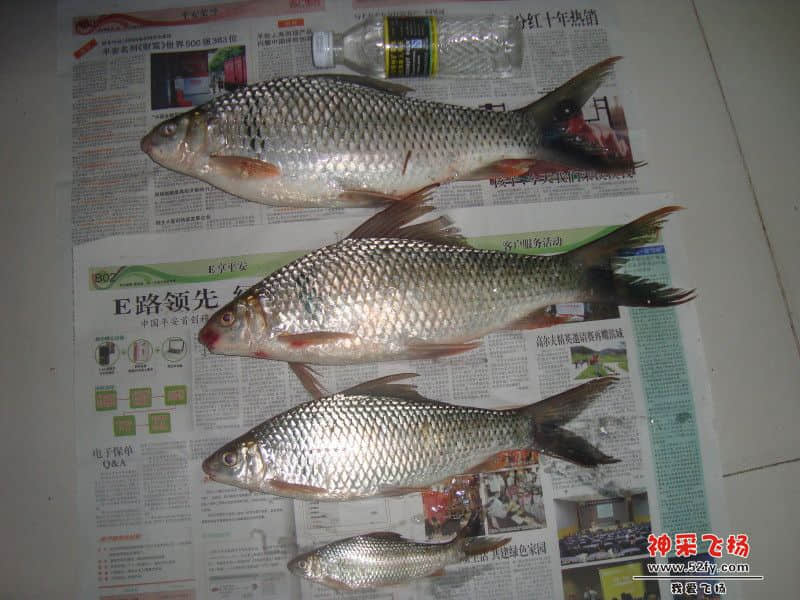 土鲮鱼.jpg
