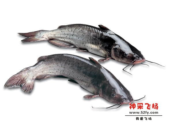 叉尾.jpg