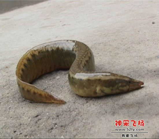 刀鳅鱼.jpg