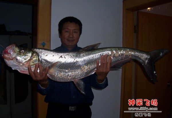 大翘嘴.jpg