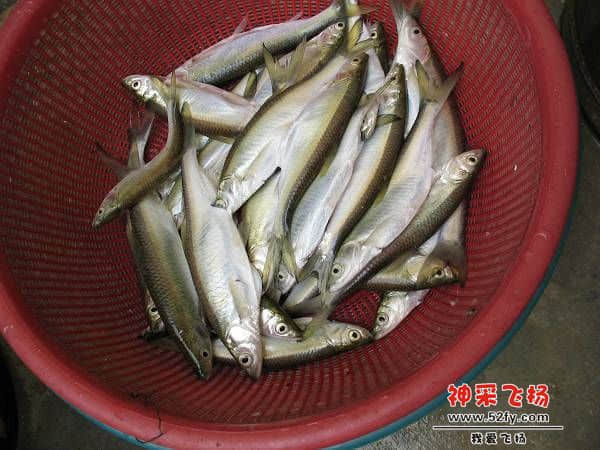 兰刀.jpg