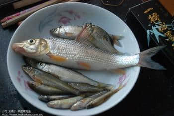 钩鼻鲮.jpg