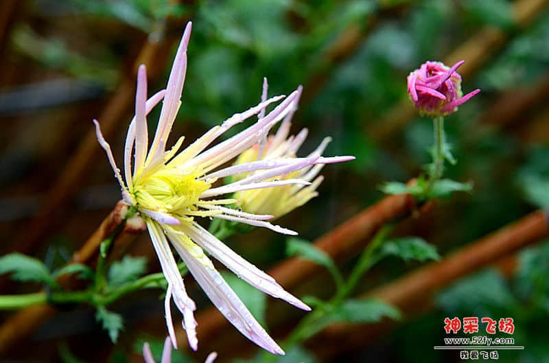 DSC_1444_副本.jpg