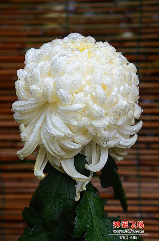 DSC_1430_副本.jpg